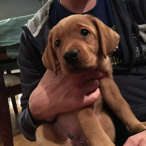 Meet your Posher, Bradley